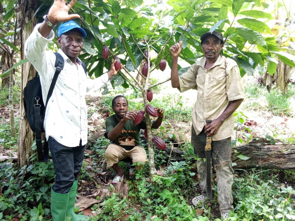 Agriculture (maize, cassava, plantains, cocoa) was identified as central to livelihoods